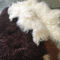 100% skóra owcza, naturalne długie włosy, mongolski krem ​​z jagnięcej skóry, biały dywanik z kręconego futra dostawca