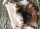 Coat Lining Accessories Rex Rabbit Skin Smooth Natural Kolor Brązowy 25 * 35cm dostawca